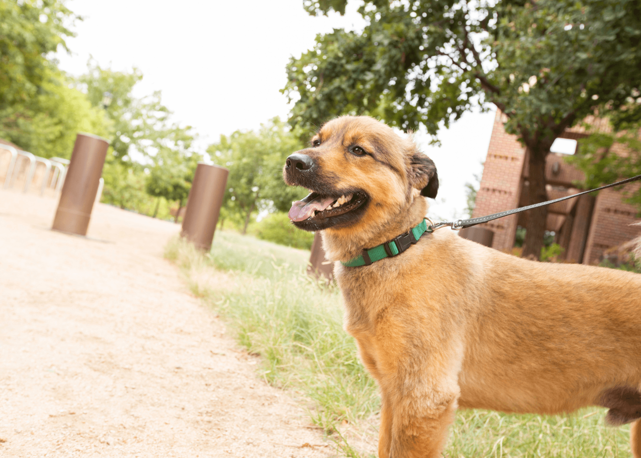 Pups in the Park