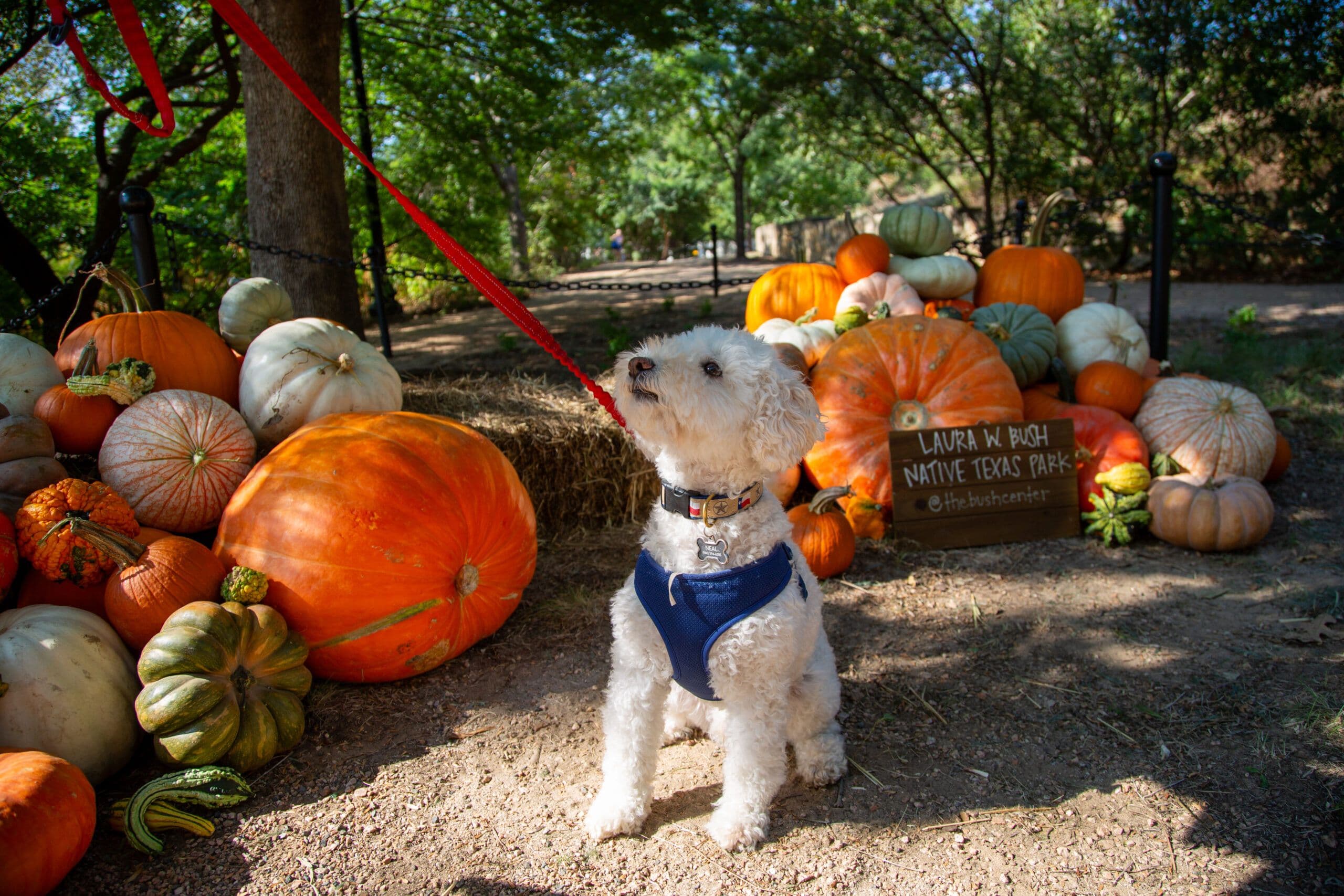 Pups in the Park