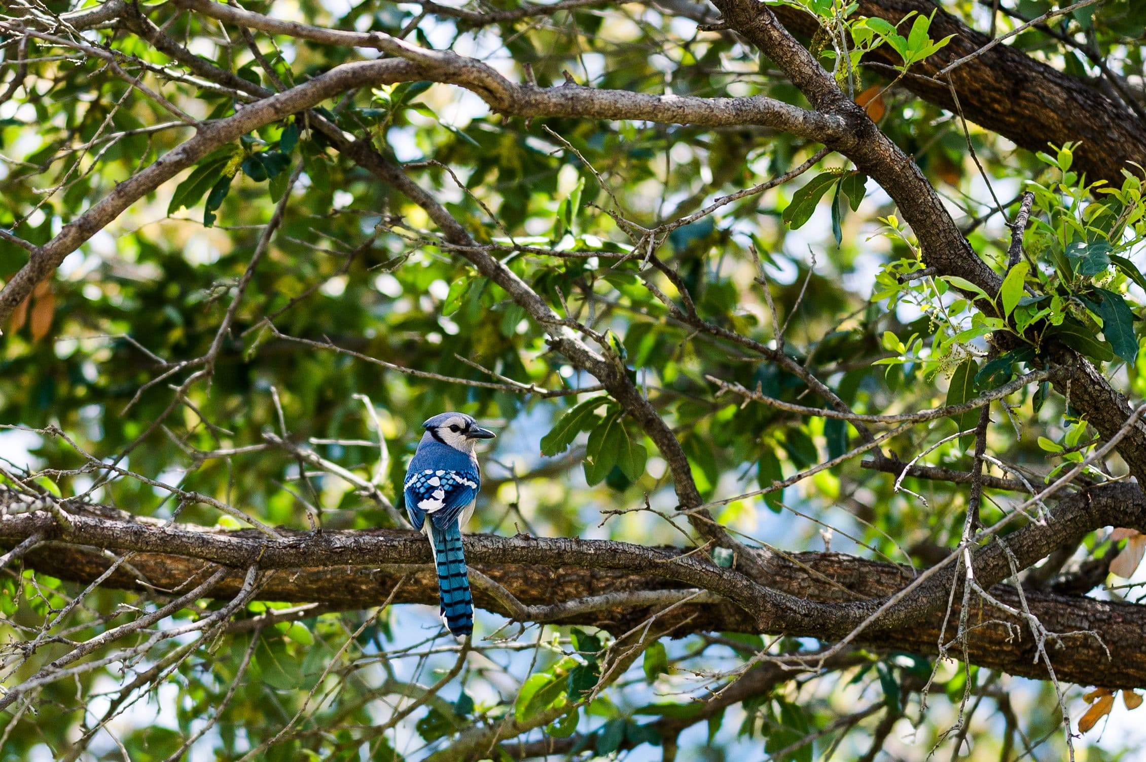 Bird Walk in the Laura W. Bush Native Texas Park