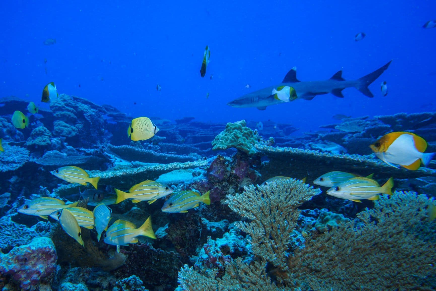 A Commitment to Conservation